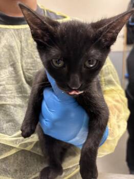 Domestic Short Hair Cats Available for Adoption - CUPCAKE | PetCurious