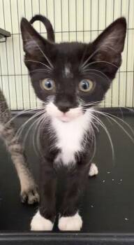 Dottie P. -  Domestic Short Hair Cat for Adoption in Trenton, New Jersey - Dottie P. | PetCurious