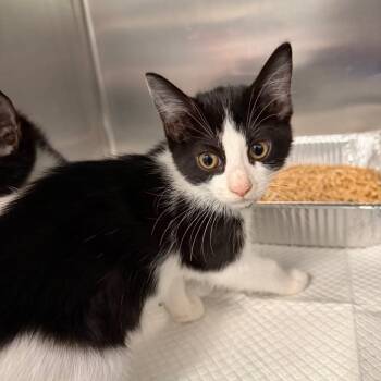 Sorting Hat -  Domestic Short Hair Cat for Adoption in Greensboro, North Carolina - Sorting Hat | PetCurious