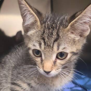 Persimmon -  Domestic Short Hair Cat for Adoption in Lakeland, Florida - Persimmon | PetCurious