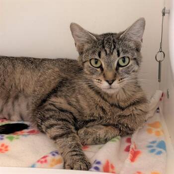 MRS. RUTH -  Domestic Short Hair Cat for Adoption in Indianapolis, Indiana - MRS. RUTH | PetCurious