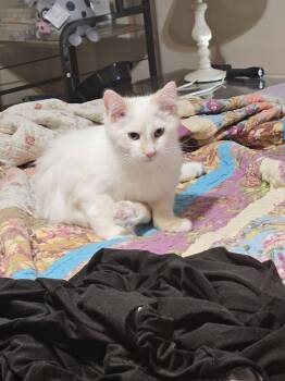 Domestic Long Hair Cats Available for Adoption - Prince Lawana | PetCurious