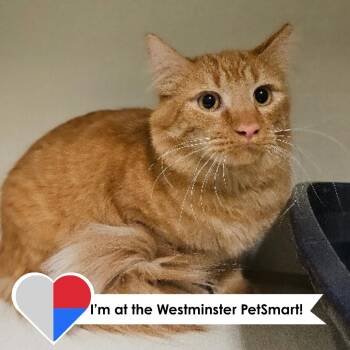 Quasar -  Domestic Medium Hair Cat for Adoption in Fort Collins, Colorado - Quasar | PetCurious
