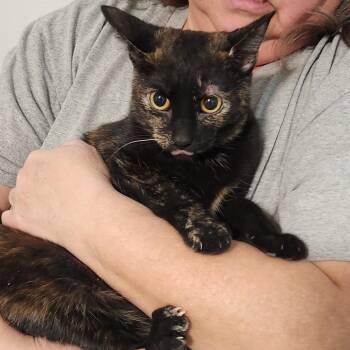 Espresso Bean -  Tortoiseshell and Domestic Short Hair Cat for Adoption in Greenfield, Indiana - Espresso Bean | PetCurious
