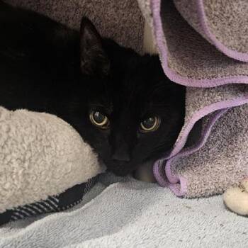 Leon -  Domestic Short Hair Cat for Adoption in Schenectady, New York - Leon | PetCurious