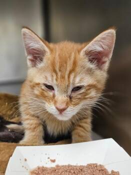 Thistle -  Domestic Short Hair Cat for Adoption in Disputanta, Virginia - Thistle | PetCurious