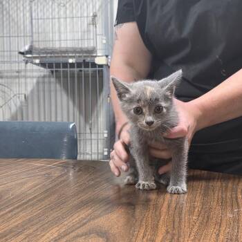 Chanel -  Domestic Medium Hair Cat Available for Adoption in Clanton, Alabama - Chanel | PetCurious