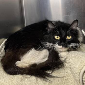 Anemone -  Domestic Short Hair Cat for Adoption in Palm Springs, California - Anemone | PetCurious