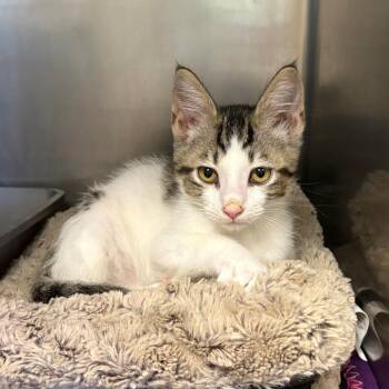Lobster -  Domestic Short Hair Cat for Adoption in Chehalis, Washington - Lobster | PetCurious