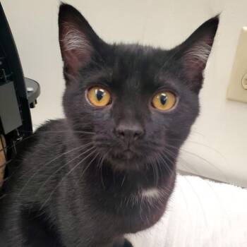BB -  Domestic Short Hair Cat for Adoption in Oshkosh, Wisconsin - BB | PetCurious