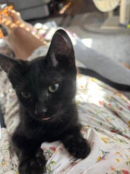 Rambo -  Domestic Short Hair Cat for Adoption in Vancouver, Washington - Rambo | PetCurious