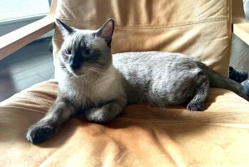 Mocha (bonded with Scout) -  Siamese Cat for Adoption in Bentonville, Arkansas - Mocha (bonded With Scout) | PetCurious