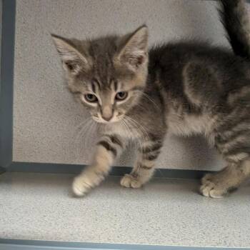 Biscotti -  Domestic Short Hair Cat for Adoption in Greenville, Pennsylvania - Biscotti | PetCurious