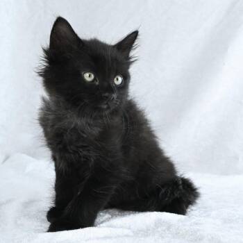 Midnight -  Domestic Long Hair Cat for Adoption in Mobile, Alabama - Midnight | PetCurious