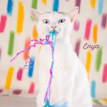 Enya -  Domestic Short Hair Cat for Adoption in Springfield, Missouri - Enya | PetCurious