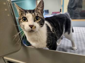 Domestic Short Hair Cats Available for Adoption in Suffolk, Virginia - Joey | PetCurious