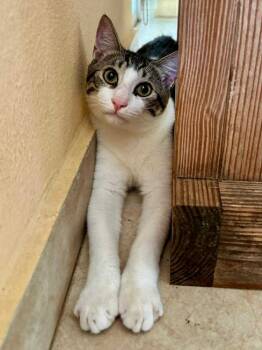 Rescue Tabby Cats for Adoption in New Bedford, Massachusetts - Ody | PetCurious