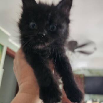 Billy C11637 -  Domestic Long Hair Cat for Adoption - Billy C11637 | PetCurious