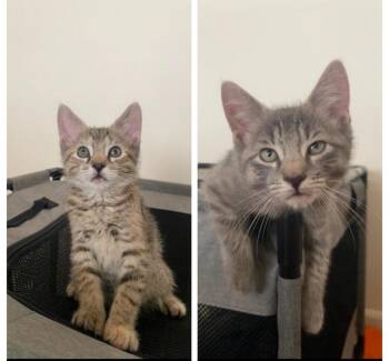 Rescue Domestic Short Hair Cats for Adoption in Stamford, Connecticut - Mya And Nina | PetCurious
