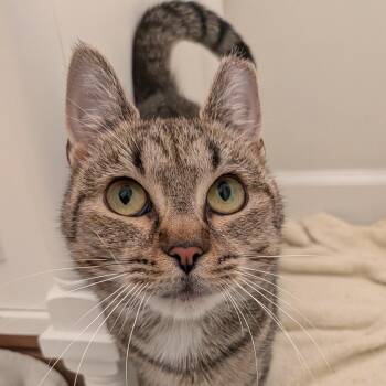 Peewee -  Domestic Short Hair Cat for Adoption in West Orange, New Jersey - Peewee | PetCurious