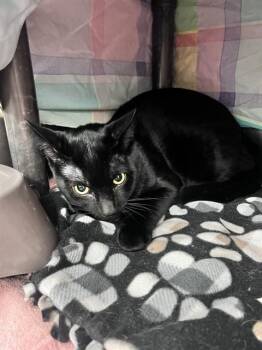 HOWL -  Domestic Short Hair Cat for Adoption in Minneapolis, Minnesota - HOWL | PetCurious