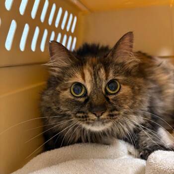 Fluffy -  Domestic Long Hair Cat for Adoption in Dekalb, Illinois - Fluffy | PetCurious