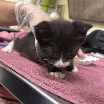 Etna -  Domestic Short Hair Cat for Adoption in Asheville, North Carolina - Etna | PetCurious