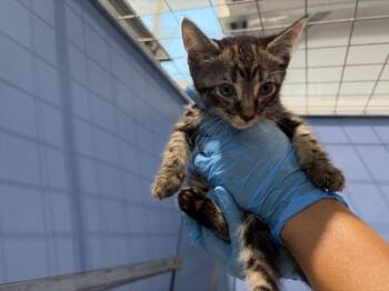 ALEX -  Domestic Short Hair Cat for Adoption in San Bernardino, California - ALEX | PetCurious
