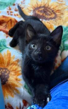 Merino -  Domestic Short Hair Cat for Adoption in Trenton, New Jersey - Merino | PetCurious