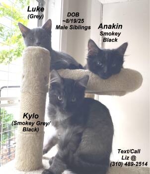 Rescue Domestic Short Hair and Domestic Long Hair Cats for Adoption in South San Francisco, California - Anakin, Kylo, And Luke | PetCurious