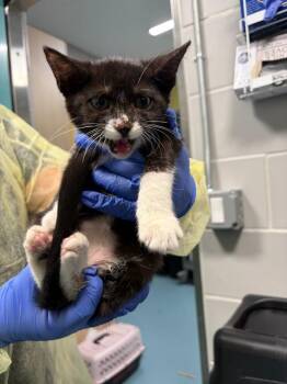 Lemon Balm -  Domestic Short Hair Cat for Adoption - Lemon Balm | PetCurious