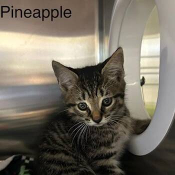 Pineapple -  Domestic Medium Hair Cat for Adoption in Knoxville, Tennessee - Pineapple | PetCurious