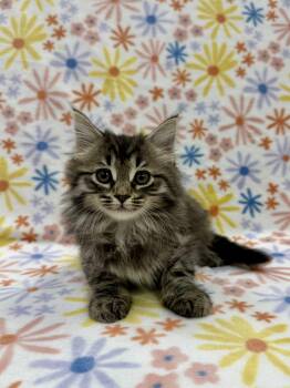 Adelaide -  Domestic Long Hair Cat for Adoption in Columbus, Ohio - Adelaide | PetCurious
