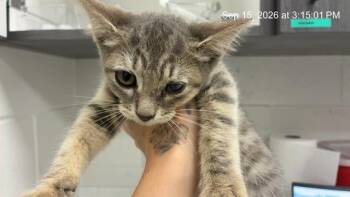 ANG LEE -  Domestic Short Hair Cat for Adoption in Ocala, Florida - ANG LEE | PetCurious
