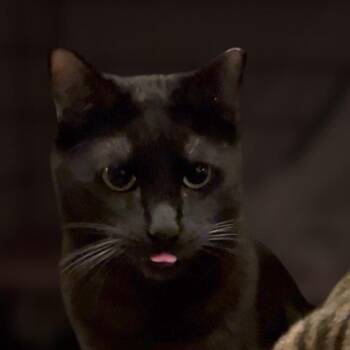 Frederick -  Domestic Short Hair Cat for Adoption in Los Angeles, California - Frederick | PetCurious