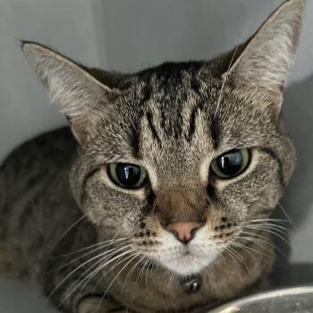 Kairi -  Domestic Short Hair Cat Available for Adoption in Sarasota, Florida - Kairi | PetCurious