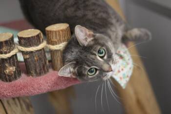 Luna -  Domestic Short Hair Cat for Adoption in Rockford, Illinois - Luna | PetCurious