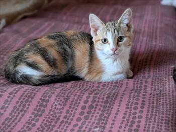 SPIRIT -  Domestic Short Hair Cat for Adoption in Santa Fe, New Mexico - SPIRIT | PetCurious