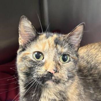 Domestic Short Hair Cats Available for Adoption in Davenport, Iowa - Omi | PetCurious