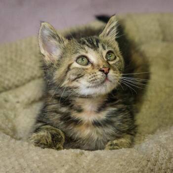 Salsa Verde -  Domestic Short Hair Cat for Adoption in Versailles, Kentucky - Salsa Verde | PetCurious