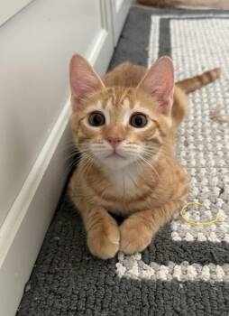 Noodle -  Domestic Short Hair Cat Available for Adoption in Spring, Texas - Noodle | PetCurious