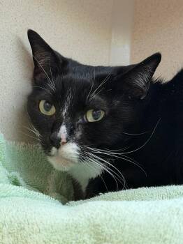 Bao Bao -  Domestic Short Hair Cat for Adoption in Bellevue, Washington - Bao Bao | PetCurious