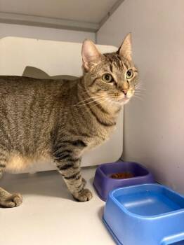Domestic Short Hair Cats Available for Adoption - Poncho | PetCurious