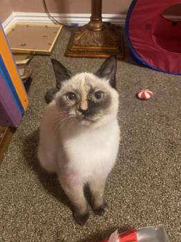 Domestic Short Hair Cats Available for Adoption - Syx | PetCurious