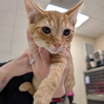 Myles -  Domestic Short Hair Cat for Adoption in Titusville, Florida - Myles | PetCurious