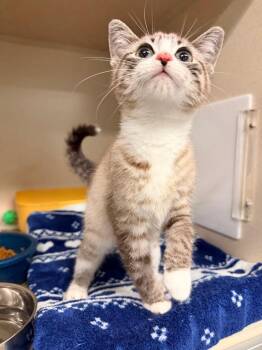 Shiloh -  Domestic Short Hair Cat for Adoption in Pottsville, Pennsylvania - Shiloh | PetCurious