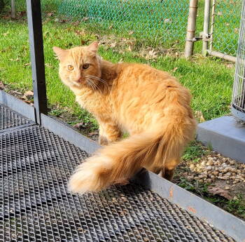 Rescue Domestic Medium Hair and Domestic Long Hair Cats for Adoption in Pikesville, Maryland - Rusty (Courtesy) | PetCurious