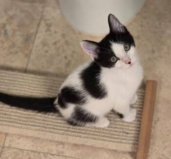 Po Boy -  Domestic Short Hair Cat for Adoption in Magnolia, Texas - Po Boy | PetCurious