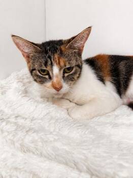 Denali -  Domestic Short Hair Cat for Adoption in Houston, Texas - Denali | PetCurious