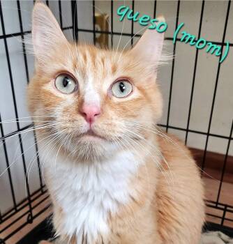 Rescue Domestic Medium Hair Cats for Adoption in Eugene, Oregon - Queso | PetCurious